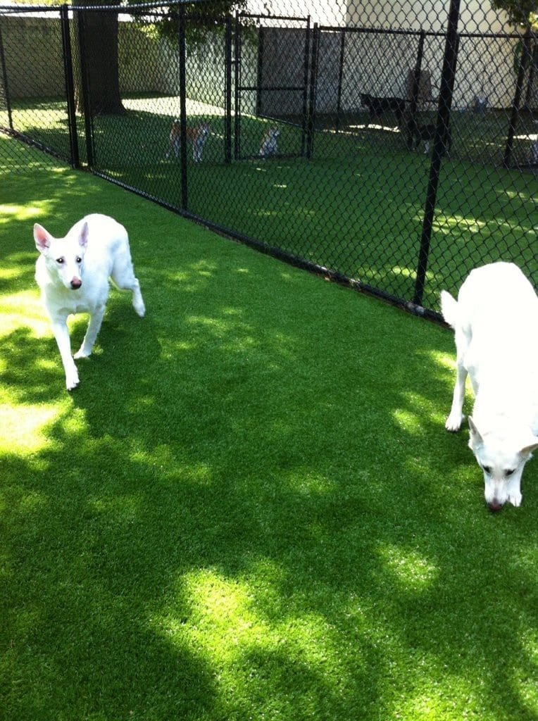 Two white dogs playing on green grass near a black fence.