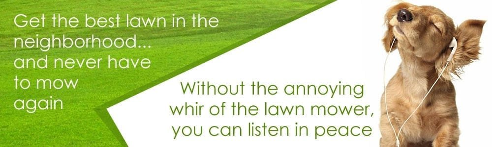 Get the best lawn in the neighborhood and never mow again!