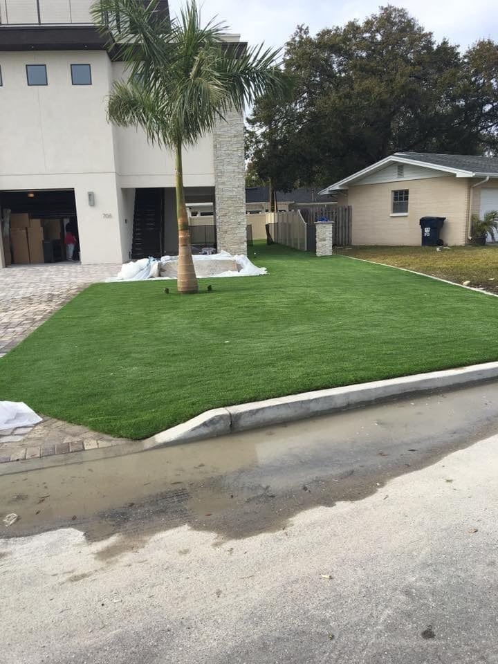 Freshly laid sod on a residential lawn with clean edges and a palm tree.