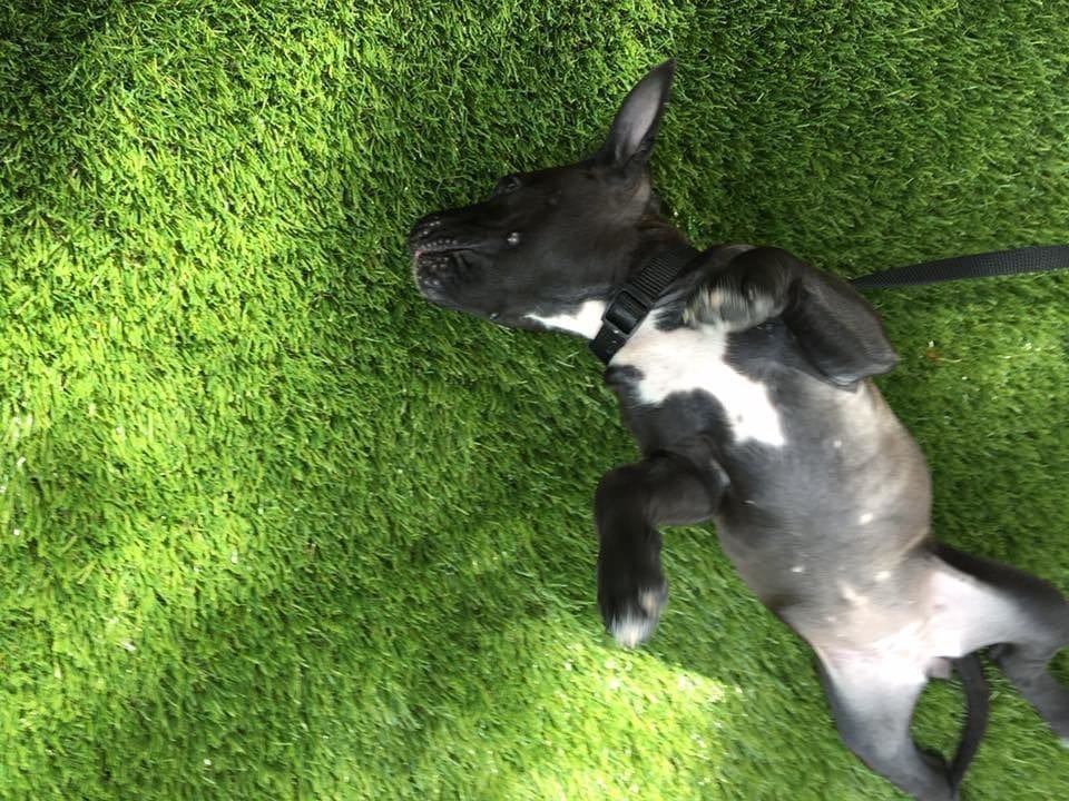 Black and white dog lying on grass, resting peacefully.