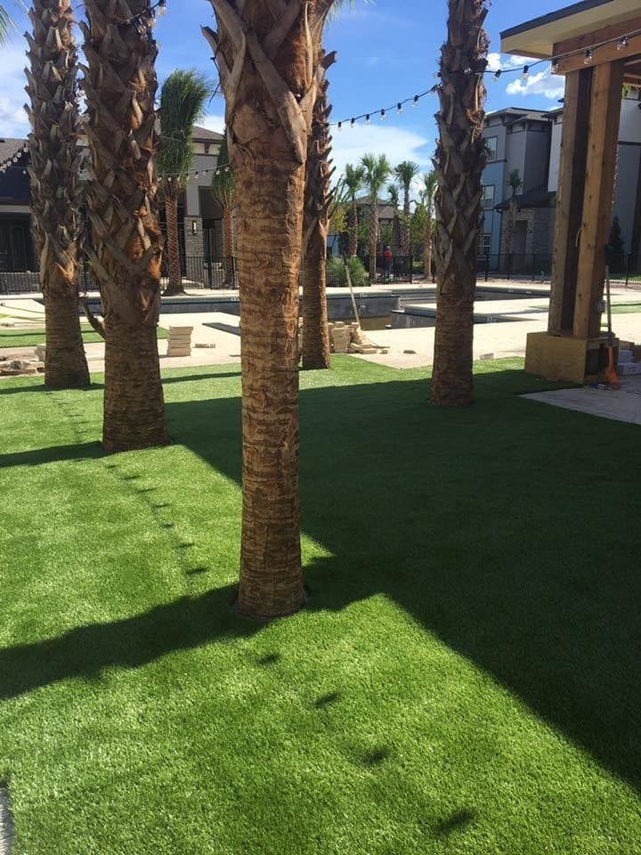 Sunlit palm trees casting shadows on a green lawn near a building.
