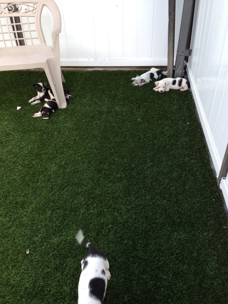 Two cats resting on artificial grass near a white wall.