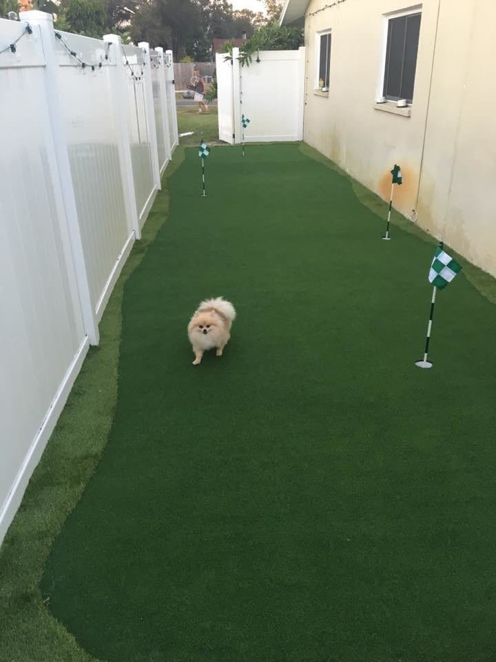 Small dog walking on a backyard putting green.