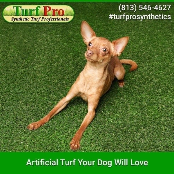 A dog scratching itself happily on artificial turf.