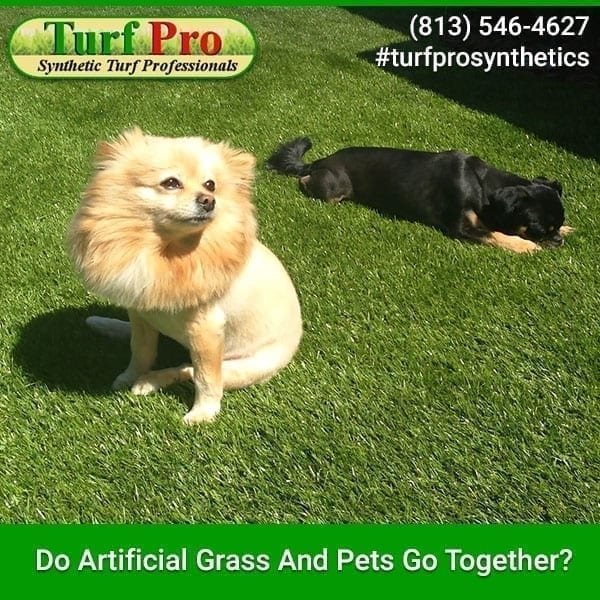 Two dogs playing on artificial grass in a sunny backyard.