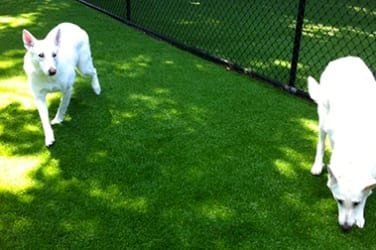 A white dog walking on green grass near a black fence.
