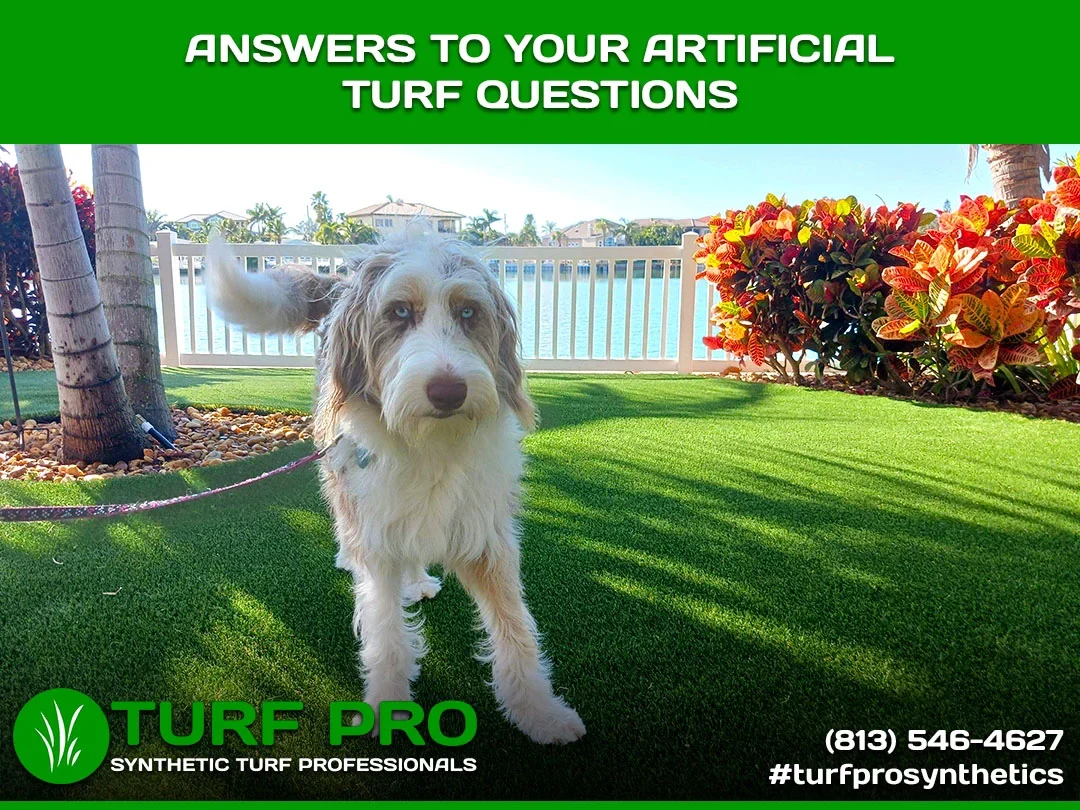 A dog stands on vibrant artificial turf with a scenic waterfront backdrop.