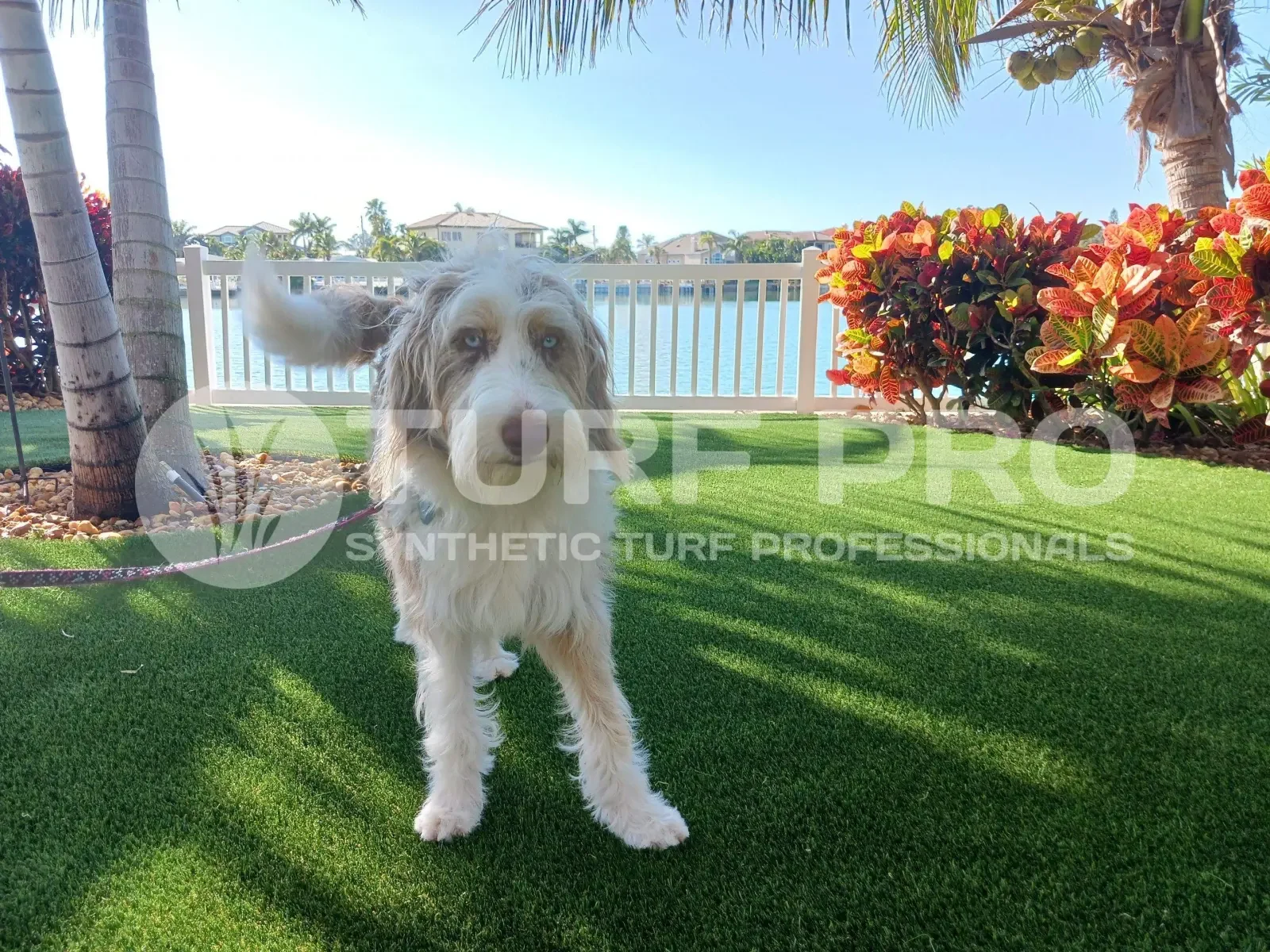 Dog standing on artificial grass near a waterfront with flowers and palm trees.